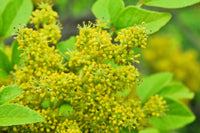 25 SZECHUAN PEPPER Peppercorn Sichuan Szechwan Zanthoxylum Bungeanum Spice Seeds