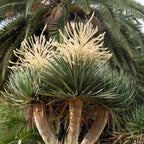 10 DRAGON TREE Dracaena Draco Canary Island Drago Blood Asparagus Yucca Evergreen Succulent Houseplant Orange Berry White Flower Seeds