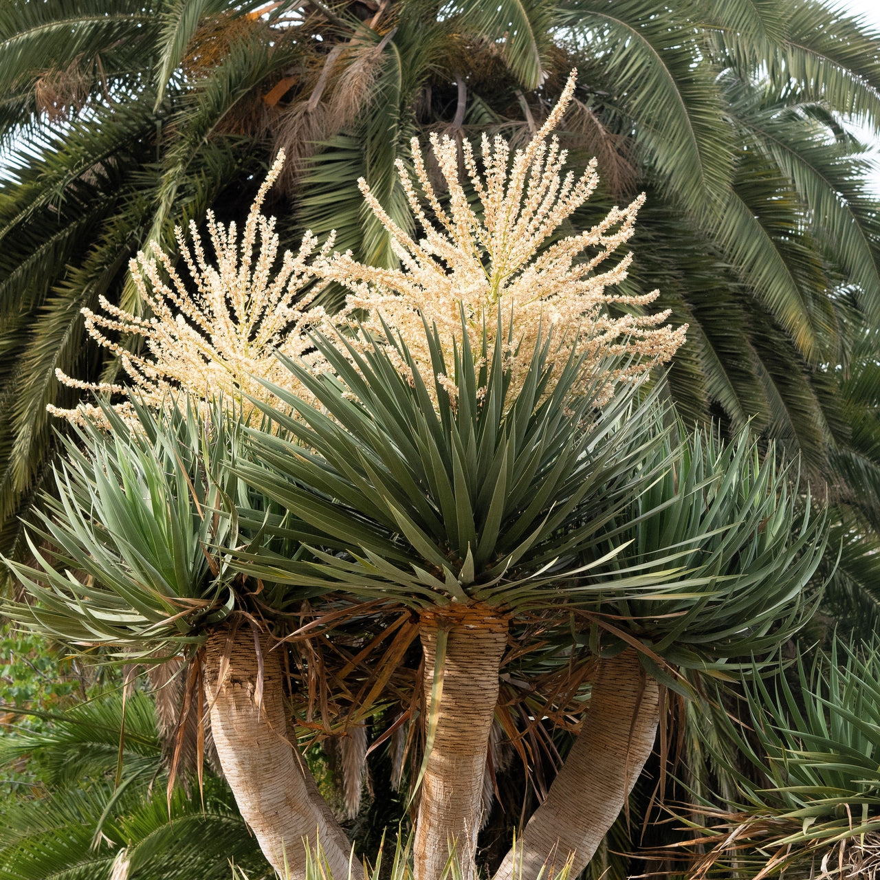 10 DRAGON TREE Dracaena Draco Canary Island Drago Blood Asparagus Yucca Evergreen Succulent Houseplant Orange Berry White Flower Seeds