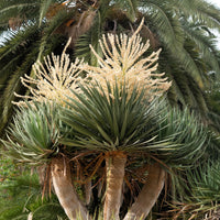 10 DRAGON TREE Dracaena Draco Canary Island Drago Blood Asparagus Yucca Evergreen Succulent Houseplant Orange Berry White Flower Seeds