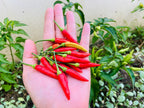 30 BIRDS Eye CHILI PEPPER (Chiltepin Pepper) Capsicum Frutescens Vegetable Seeds