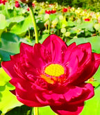 3 Organic Mixed Colors LOTUS Nelumbo Nucifera Pond Water Lily Lilypad Blue Red Flower Large Seeds