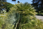10 Hardy SABAL PALM TREE Cabbage Palmetto Flower Seeds