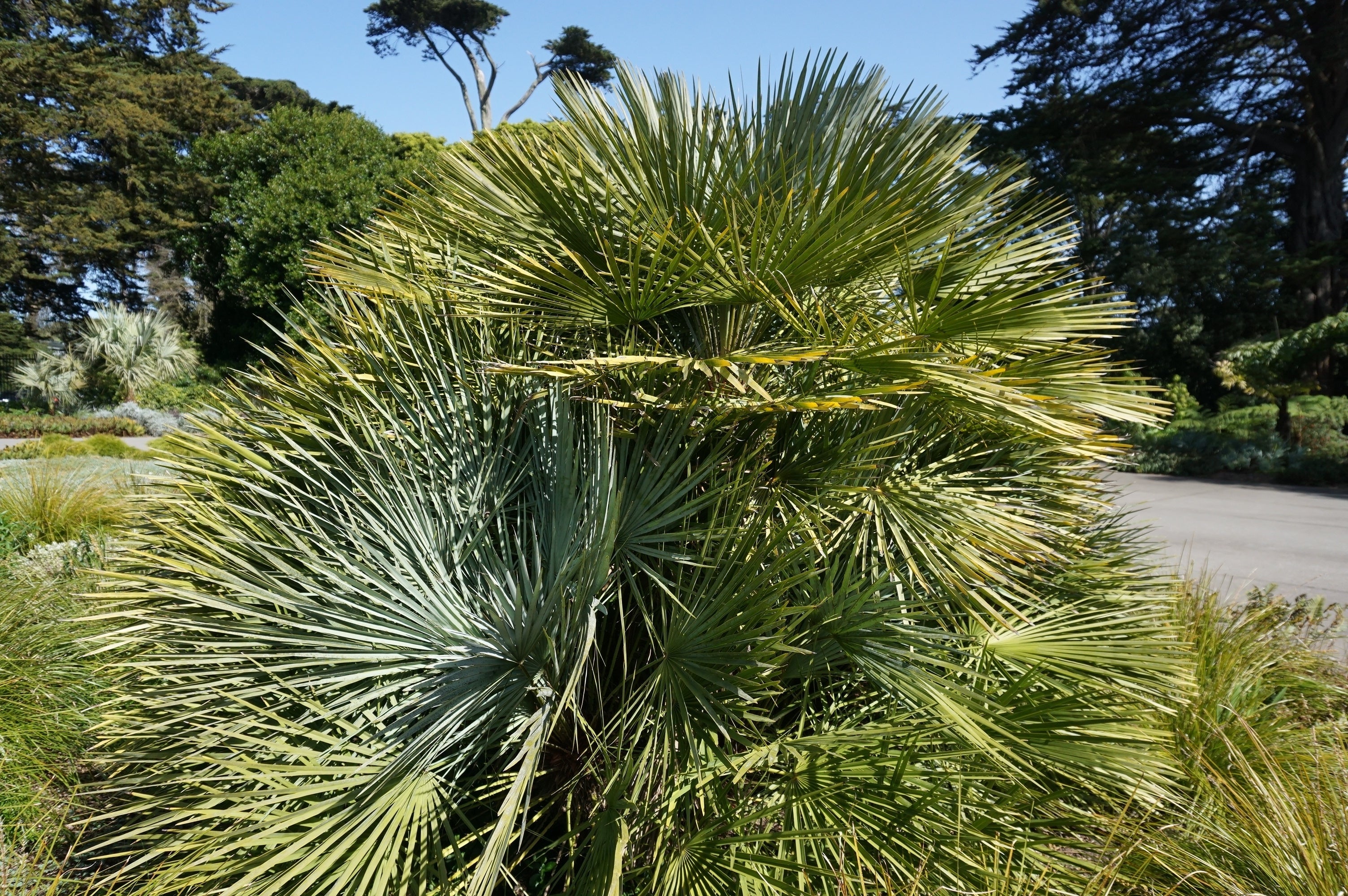 10 Hardy SABAL PALM TREE Cabbage Palmetto Flower Seeds