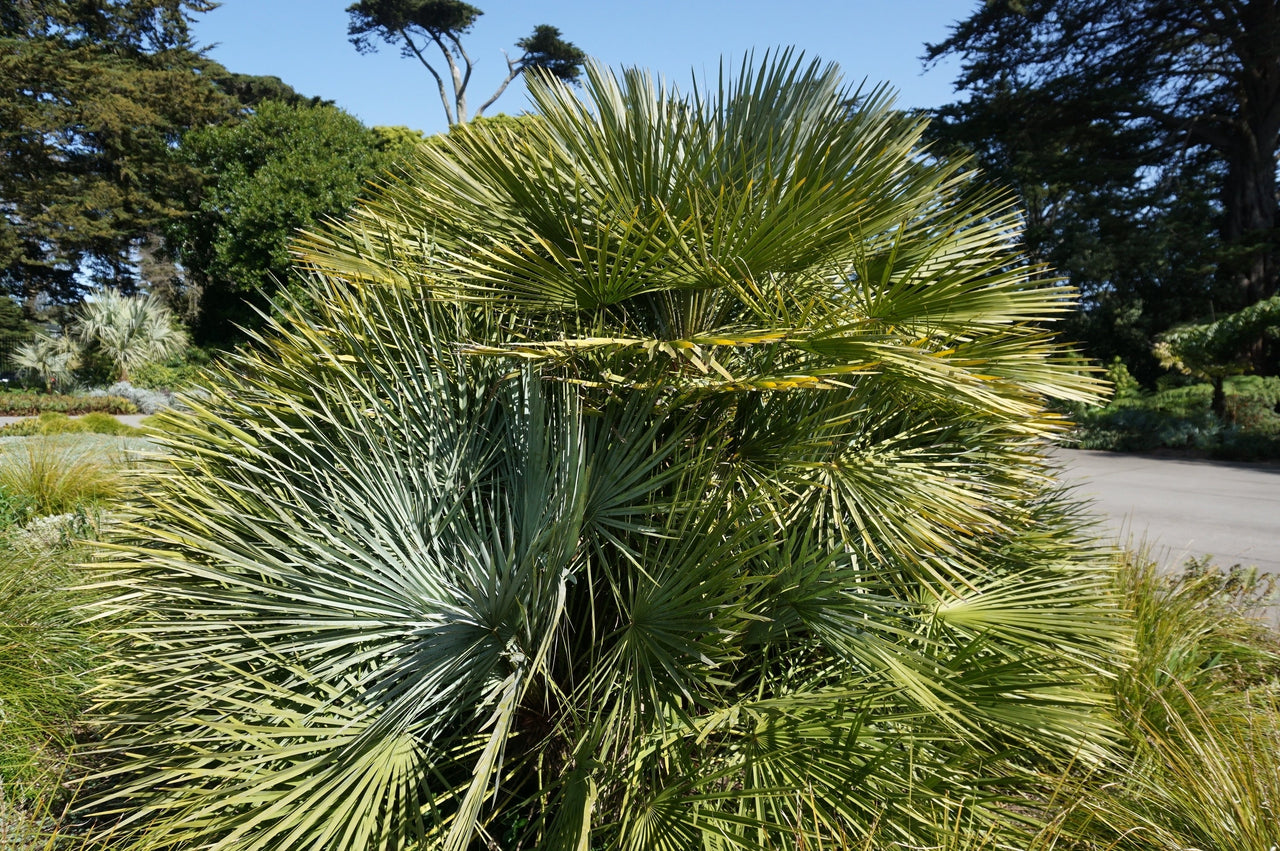 10 Hardy SABAL PALM TREE Cabbage Palmetto Flower Seeds