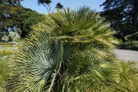 10 Hardy SABAL PALM TREE Cabbage Palmetto Flower Seeds