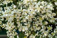 5 HARDY ORANGE TREE Trifoliate Citrus Trifoliata Poncirus Fruit White Flower Seeds
