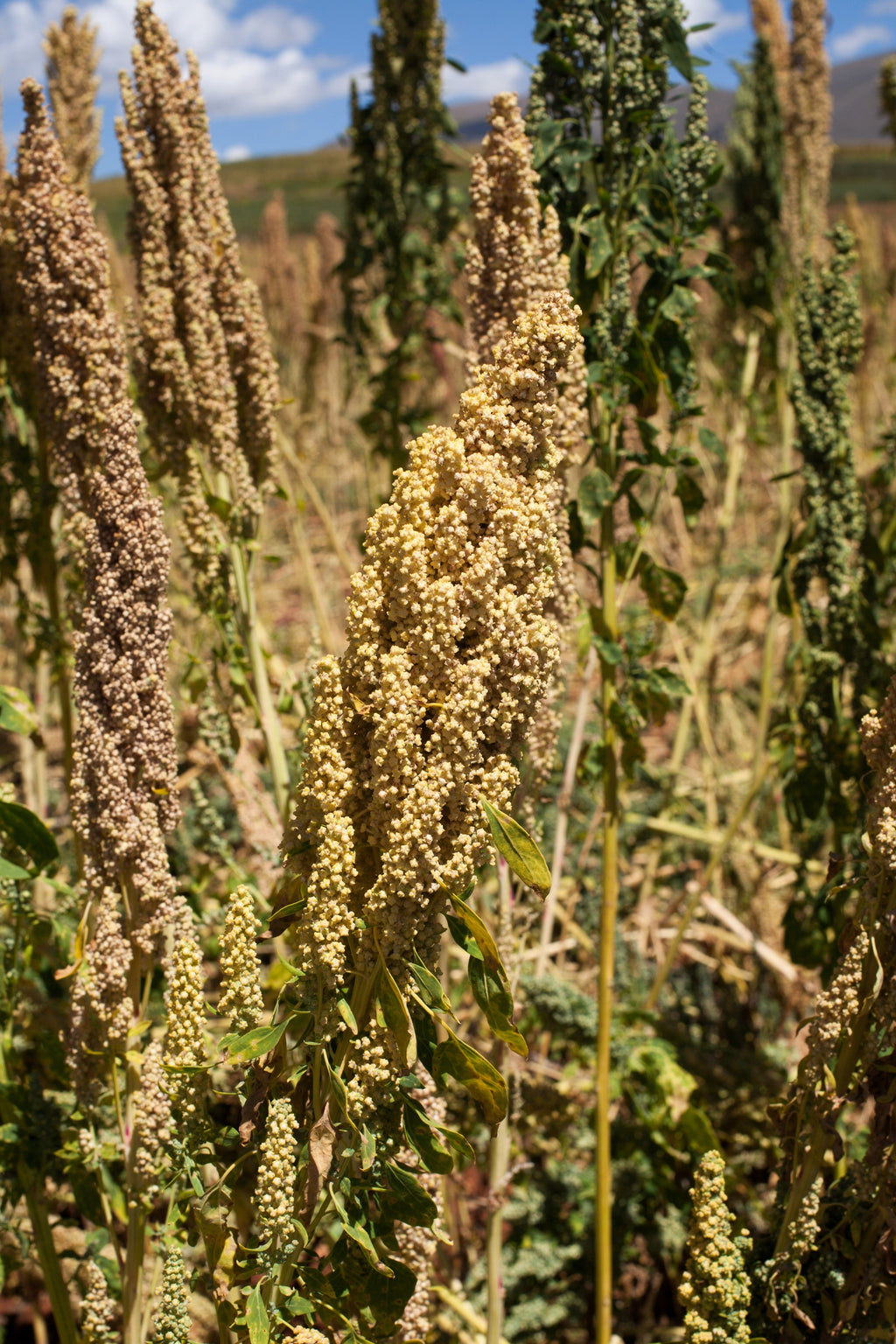 100 Organic PEPPERMINT QUINOA Grain Chenopodium Quinoa White & Green Heads - White Seeds