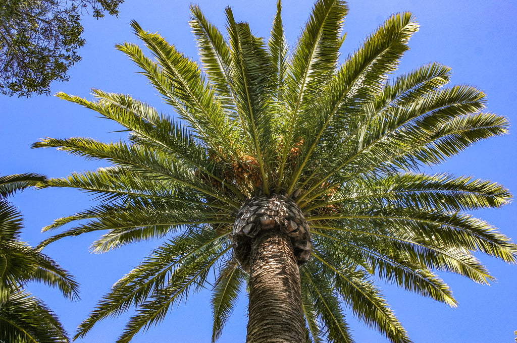 10 CANARY ISLAND Date PALM Phoenix Canariensis Tree Seeds