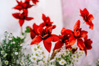 10 RED SILK COTTON Tree Bombax Ceiba Kapok Tropical Flower Seeds