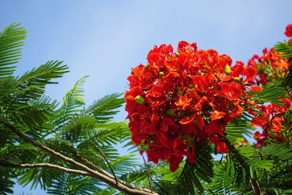 10 ROYAL POINCIANA TREE Delonix Regia aka Red Flame Flamboyant Tree Peacock Flower Seeds