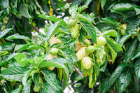 20 NONI Cheese Fruit Great Morinda Citrifolia Indian Beach Mulberry Shrub Tree Seeds