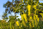 75 CUBANELLE PEPPER (Italian Sweets / Banana Pepper / Italian Frying Pepper) Capsicum Annuum Vegetable Seeds