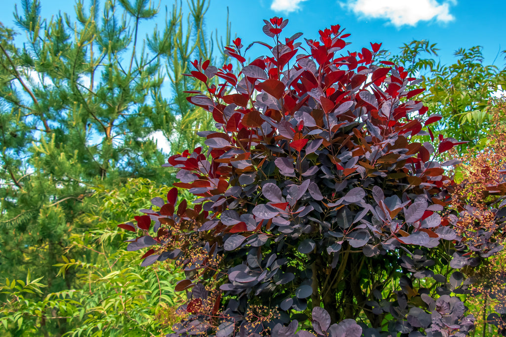 30 PURPLE SMOKE TREE Shrub Smokebush Cotinus Coggygria Rhus Cotinus Sumach Seeds