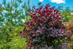 30 PURPLE SMOKE TREE Shrub Smokebush Cotinus Coggygria Rhus Cotinus Sumach Seeds