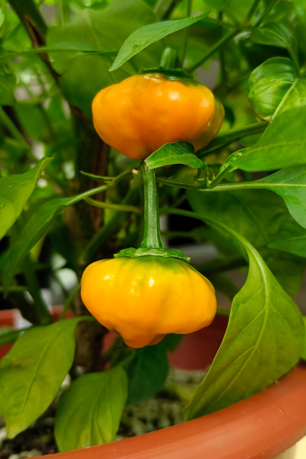 40 Yellow JAMAICAN HOT PEPPER Capsicum Annuum Scotch Bonnet Vegetable Seeds