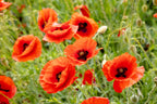 1000 PEPPERBOX POPPY MIX Papaver Somniferum Mixed Colors Red Violet Flower Seeds