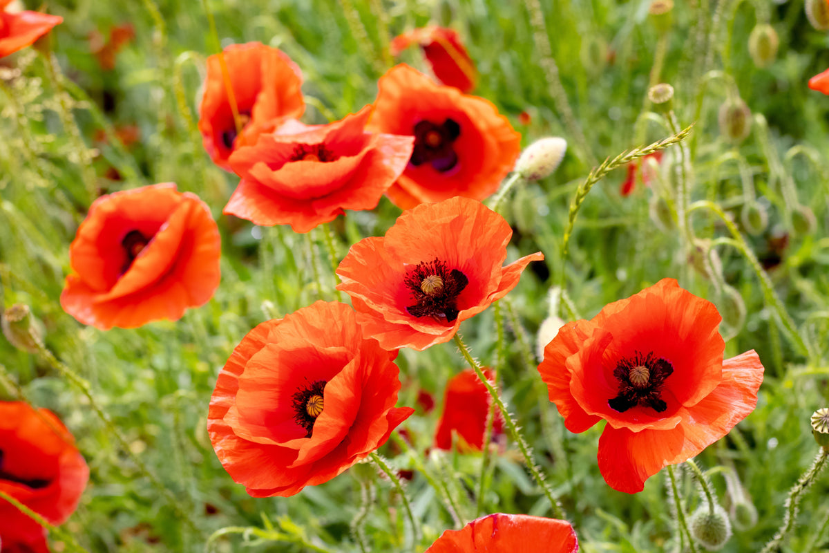 1000 PEPPERBOX POPPY MIX Papaver Somniferum Mixed Colors Red Violet Flower Seeds