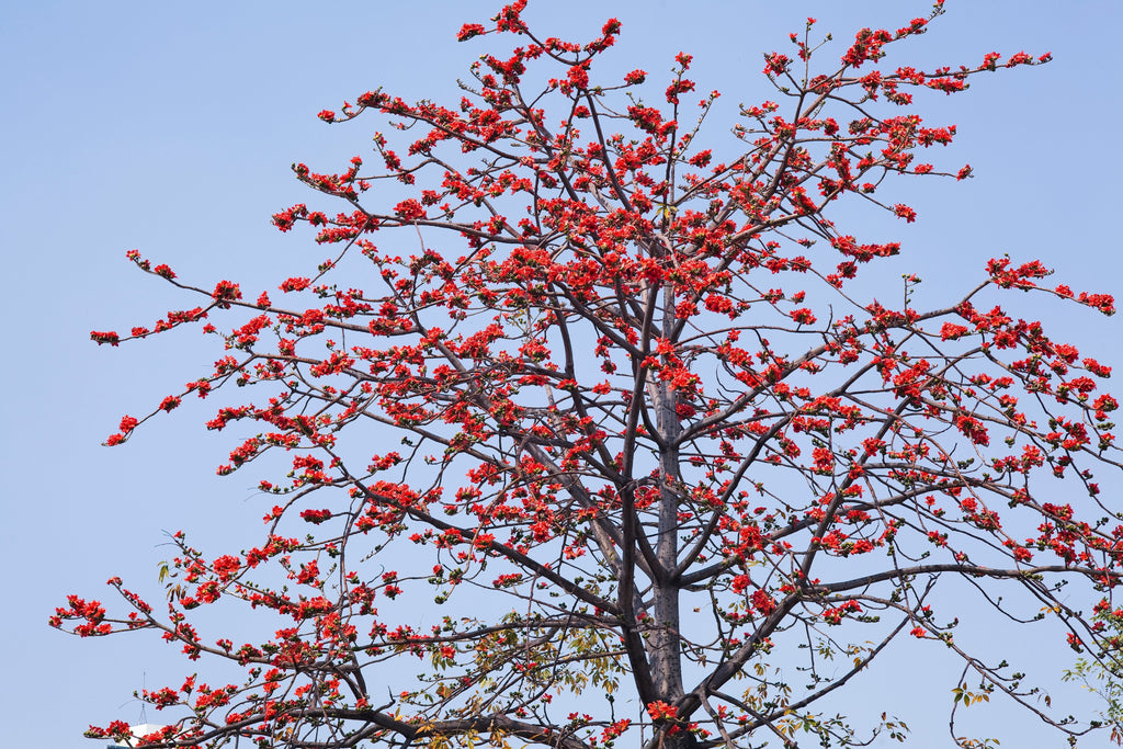 10 RED SILK COTTON Tree Bombax Ceiba Kapok Tropical Flower Seeds