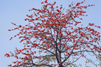 10 RED SILK COTTON Tree Bombax Ceiba Kapok Tropical Flower Seeds