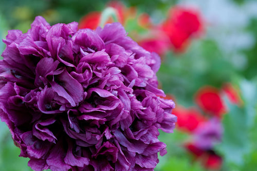 250 PURPLE PEONY POPPY Papaver Paeoniflorum Huge Double Flower Seeds