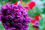 250 Organic PEONY POPPY MIX Papaver Paeoniflorum Mixed Colors Red, White, Pink, Black, Purple, Salmon, Bronze, Lilac, & Bicolor Flower Seeds