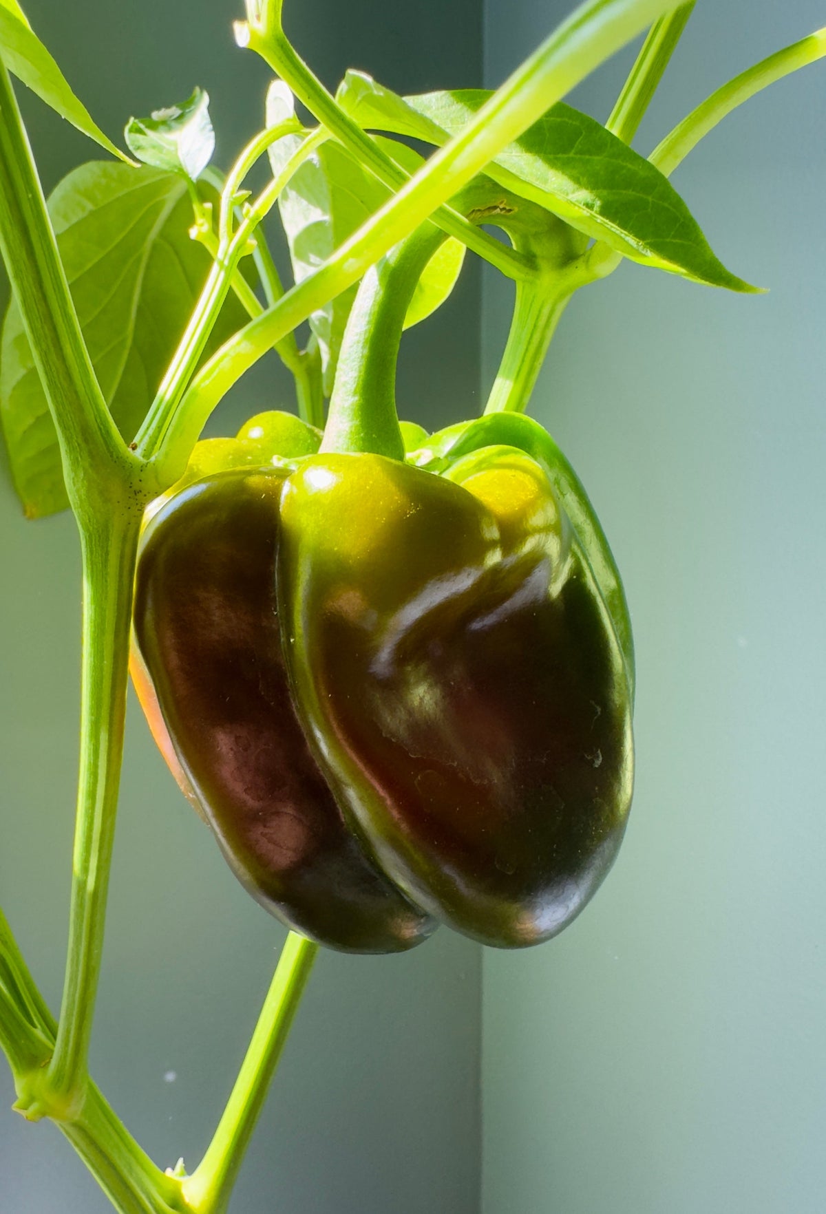 30 CHOCOLATE BEAUTY Bell PEPPER Sweet Brown Capsicum Annuum Vegetable Seeds