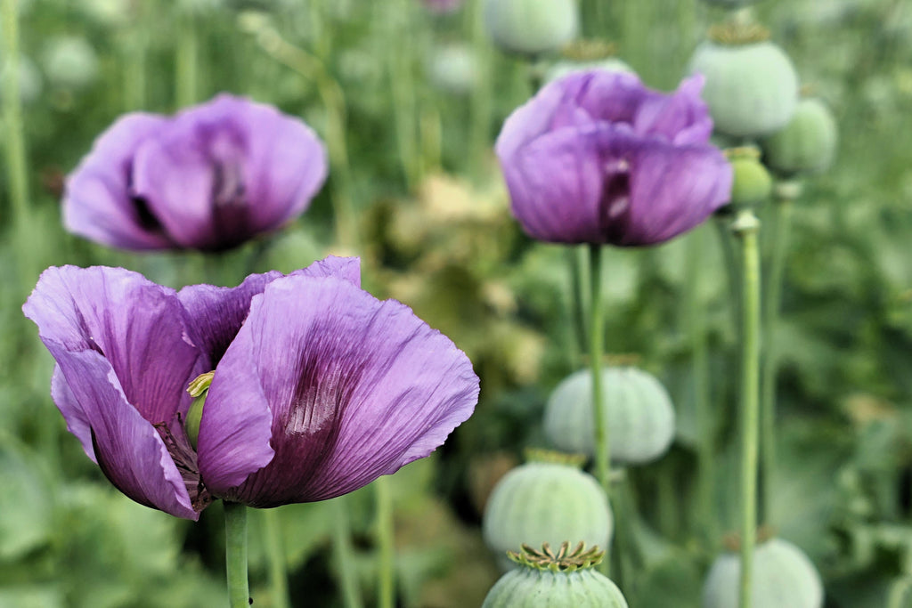 1000 PEPPERBOX POPPY MIX Papaver Somniferum Mixed Colors Red Violet Flower Seeds