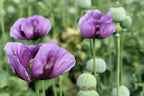 1000 PEPPERBOX POPPY MIX Papaver Somniferum Mixed Colors Red Violet Flower Seeds