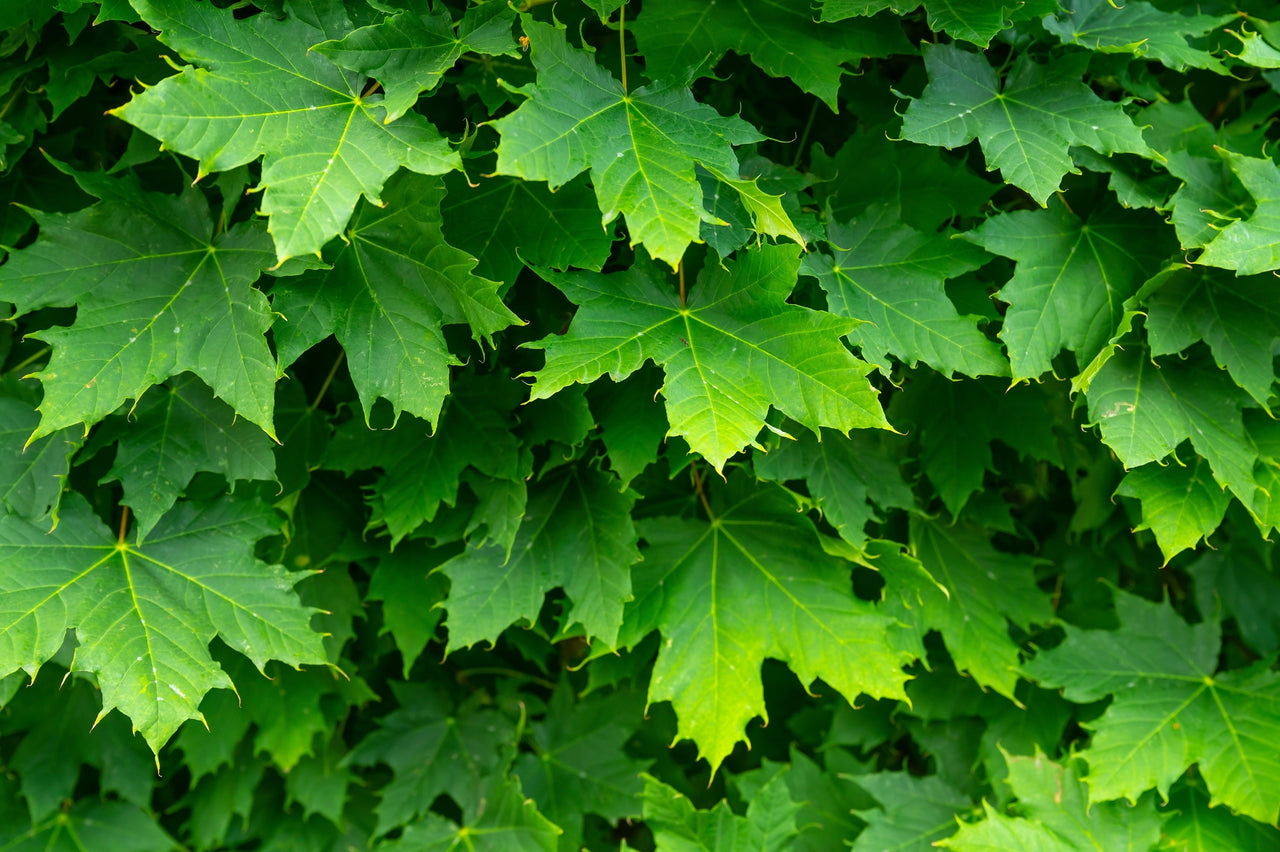 25 SUGAR MAPLE Syrup TREE Native Rock Fall Color Acer Saccharum Seeds