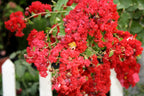 35 RED CREPE MYRTLE Lagerstroemia Indica Flowering Shrub Bush Small Tree Seeds