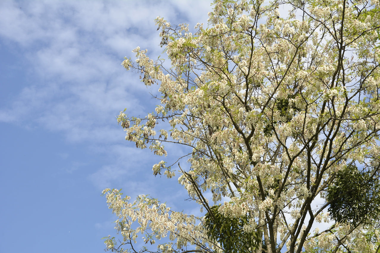 thumbnail image 2 of CHUXAY GARDEN 25 Seeds Robinia Pseudoacacia,Black Locust 2 of 13