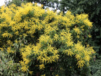 10 GOLDEN RAIN TREE Goldenrain Koelreuteria Paniculata Yellow Flower Seeds