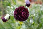 250 Organic PEONY POPPY MIX Papaver Paeoniflorum Mixed Colors Red, White, Pink, Black, Purple, Salmon, Bronze, Lilac, & Bicolor Flower Seeds