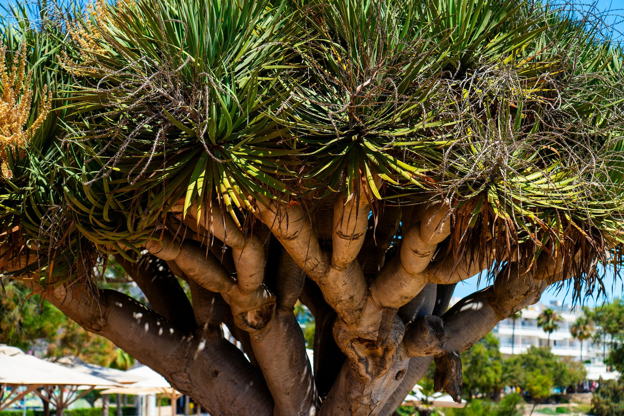 island blooms dracaena 10 DRAGON TREE Dracaena Draco Canary Island Drago Blood Asparagus Yucca Evergreen Succulent Houseplant Orange Berry White Flower Seeds