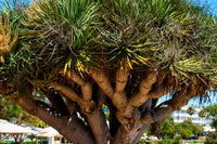 10 DRAGON TREE Dracaena Draco Canary Island Drago Blood Asparagus Yucca Evergreen Succulent Houseplant Orange Berry White Flower Seeds