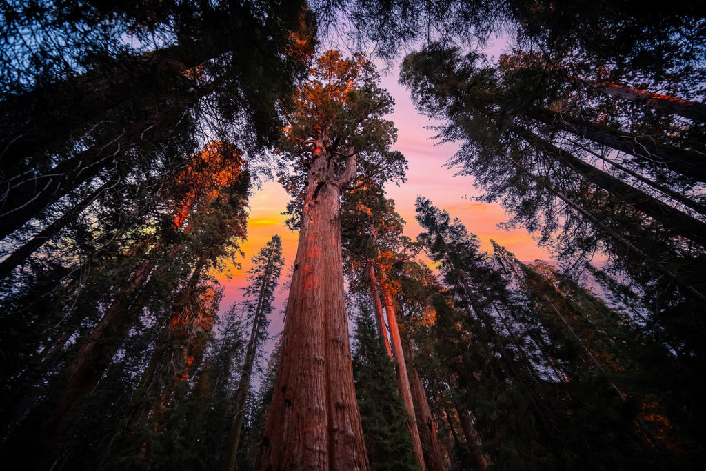 40 GIANT SEQUOIA Sequoiadendron Giganteum Sierra Redwood Tree Seeds
