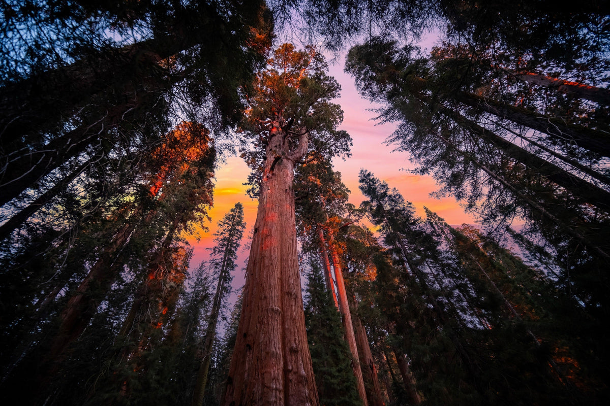 40 GIANT SEQUOIA Sequoiadendron Giganteum Sierra Redwood Tree Seeds
