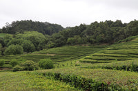 5 TEA PLANT Black & Green Drinking Tea Camellia Sinensis Evergreen Tree Shrub Flower Seeds