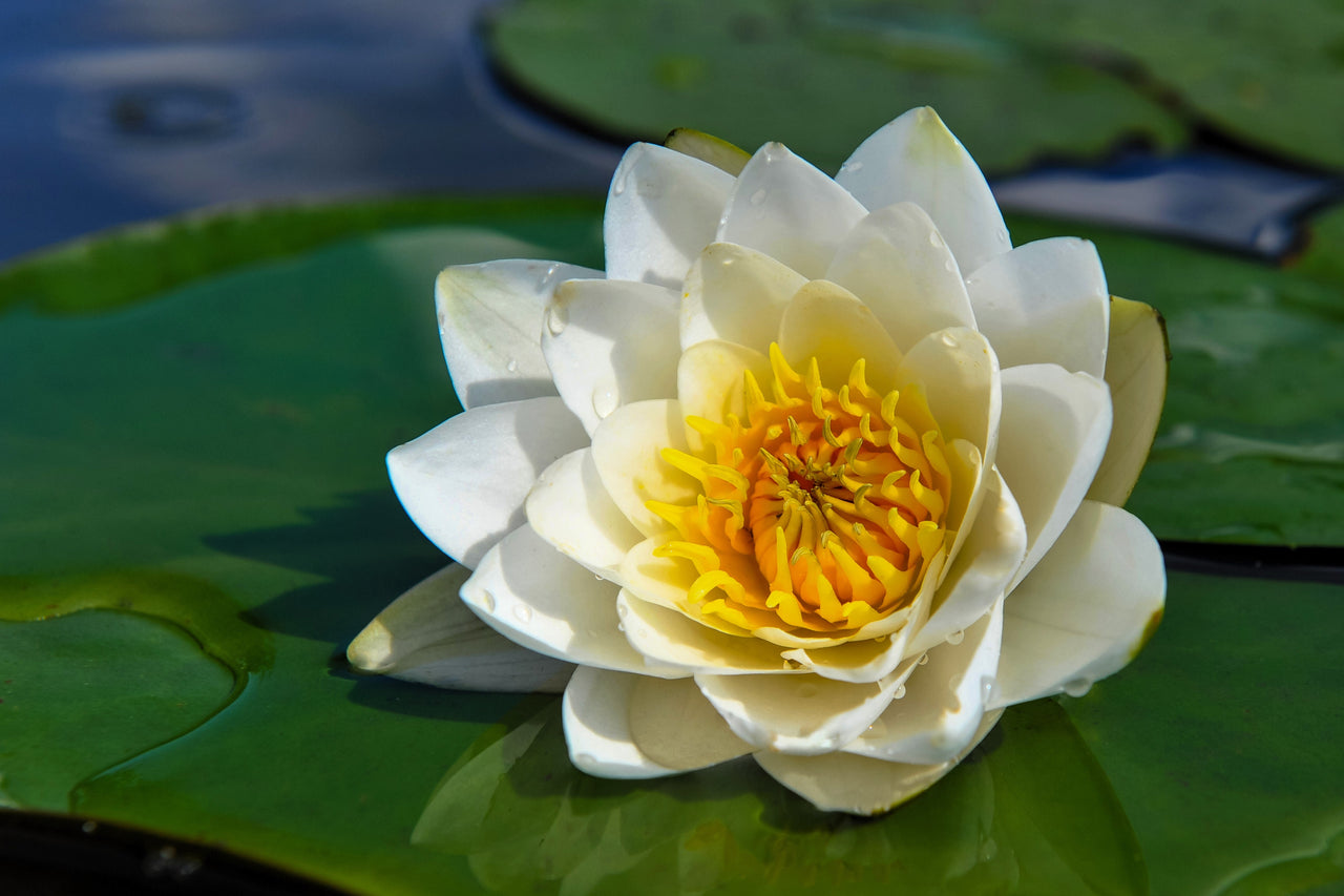 lilium flower seeds Seedville 10 White Water Lily Plant Seeds, 9