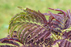 25 MIMOSA / Persian SILK TREE Albizia Julibrissin Seeds