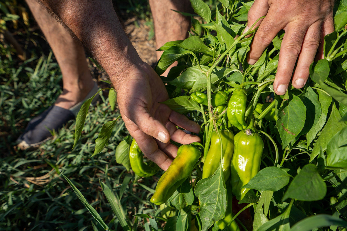 50 GREEK GOLDEN PEPPER Pepperoncini Gold Yellow Capsicum Annuum Vegetable Seeds