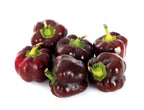 30 CHOCOLATE BEAUTY Bell PEPPER Sweet Brown Capsicum Annuum Vegetable Seeds