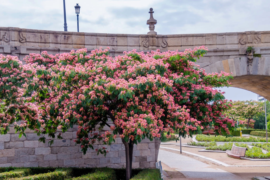 25 MIMOSA / Persian SILK TREE Albizia Julibrissin Seeds