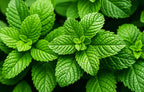 250 PEPPERMINT MINT Mentha Piperita Herb Flower Seeds