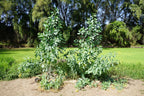 250 TREE TOBACCO Nicotiana Glauca Yellow Trumpet Flower Herb Shrub Seeds