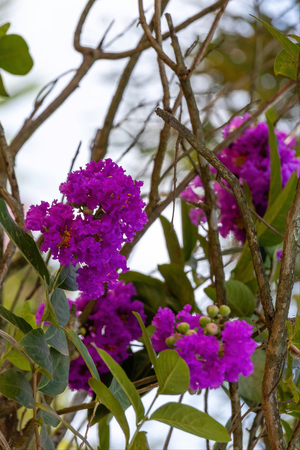 35 PURPLE CREPE MYRTLE Lagerstroemia Indica Flowering Shrub Bush Small Tree Seeds