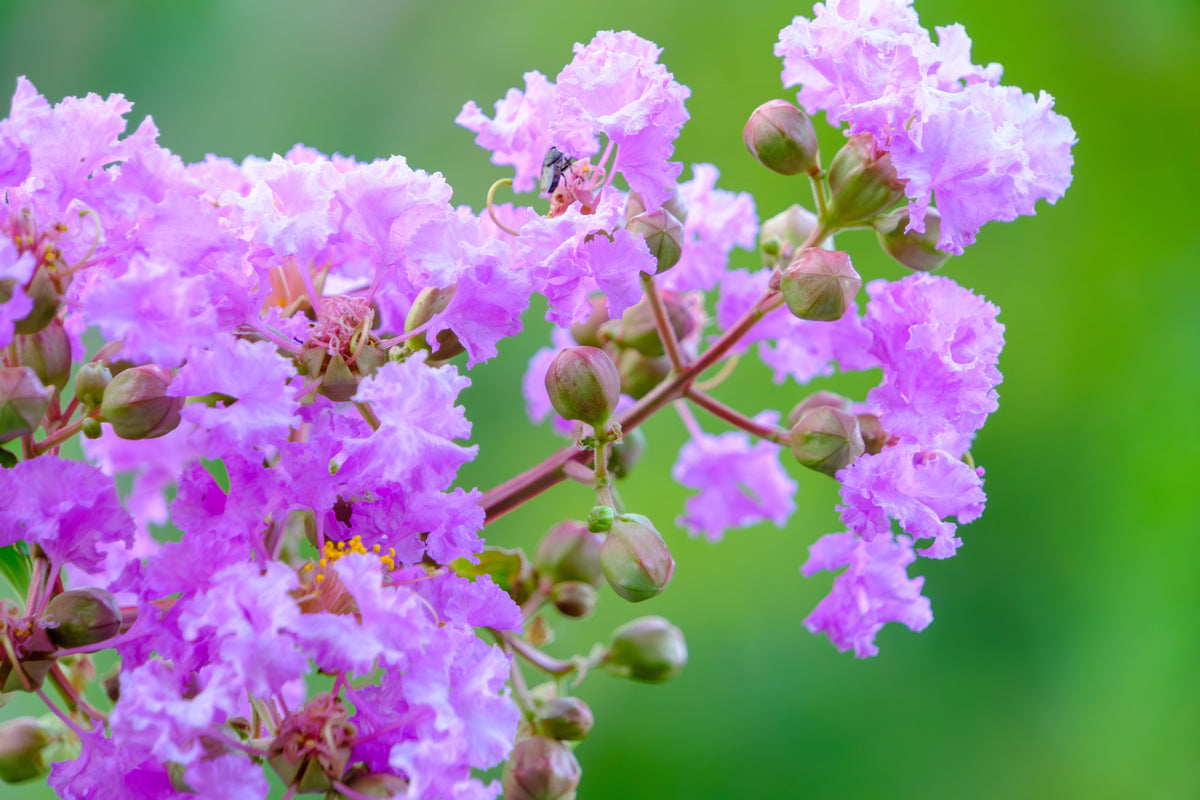 1000 Bulk CREPE MYRTLE Mixed Colors Lagerstroemia Indica Mix Tree Shrub Flower Seeds - Red, Purple, Light Pink, Dark Pink, White, & Lilac