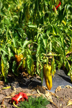 75 CUBANELLE PEPPER (Italian Sweets / Banana Pepper / Italian Frying Pepper) Capsicum Annuum Vegetable Seeds