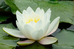 10 WHITE WATER LILY / Lily Pad / Sacred Asian Water Lotus Nymphaea Ampla Flower Seeds
